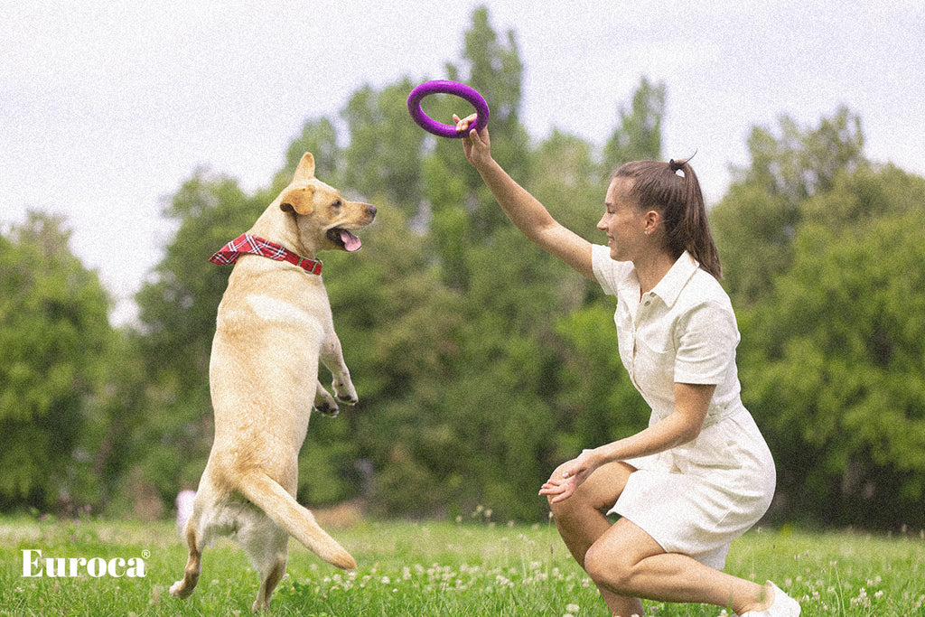 From Playful Pups to Wise Woofs: Navigating Orthopedic Health in Dogs